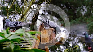 Feral pigeons fighting over peanuts in squirrel feeding box.