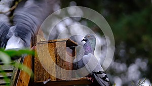 Feral pigeons fighting over peanuts in squirrel feeding box.