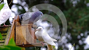 Feral pigeons fighting over peanuts in squirrel feeding box.