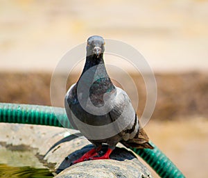 Feral pigeons Standing