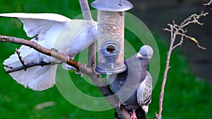 Feral pigeons stealing seed meant for small garden birds.