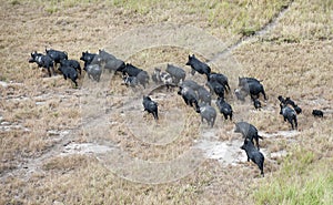 Feral pigs