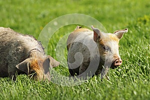 Feral pigs grazing on green lawn