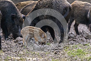 Feral pigs, sow and piglets rooting