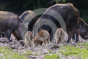 Feral pigs, sow and piglets rooting