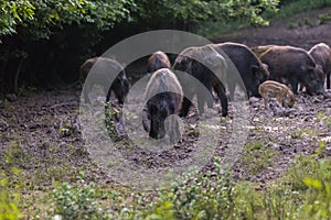 Feral pigs, sow and piglets rooting