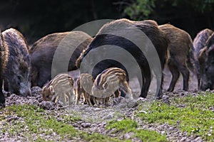 Feral pigs, sow and piglets rooting