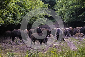 Feral pigs, sow and piglets rooting