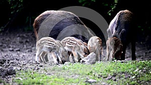 Feral pigs, sow and piglets rooting