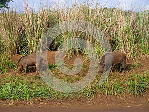 Feral pigs in the uplands on the Hawaiian Island of Kauai