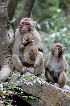 Feral Rhesus Monkeys Living in Zhangjiajie National Park China