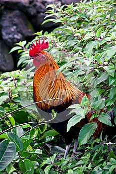 Feral rooster