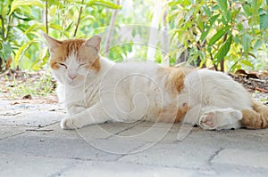 A feral stray community cat with eyes closed chilling under the sun