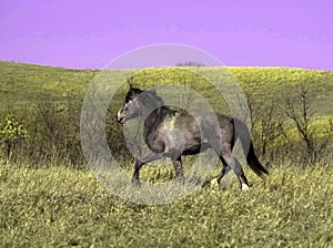 Feral stud horse running on the plains