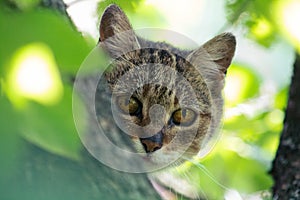 Feral tabby cat looking at the camera from a tree