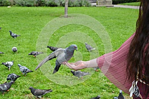 A feral urban pigeon perching on a lady`s hand