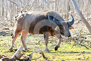 Feral water buffalo