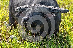 Feral water buffalo, Kakadu National Park, Northern Territory, Australia