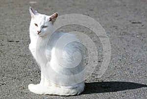 Salvaje blanco gato crudo formato 