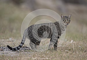 Feral wild cat in outback Queensland