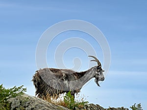 Feral wild goat on rocky ledge viewed from below against sky in Valley of Rocks, North Devon, England.