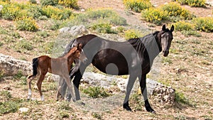 Feral Wild Horse Mustang Mare mother with her bay foal in the Pryor Mountains Wild Horse Refuge Sanctuary in Wyoming USA