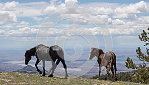 Feral wild horses - Black mare leading chestnut bay colt on ridge above the Bighorn Canyon in the central Rocky Mountains