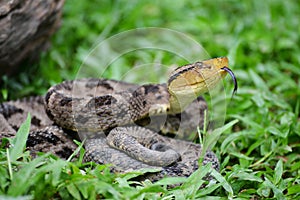 Ferdelance Bothrops asper