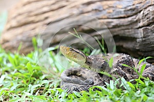 Ferdelance Pit Viper in the Rain Forest