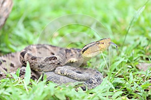 Ferdelance Pit Viper in the Rain Forest.