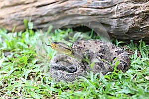 Ferdelance Pit Viper in the Rain Forest