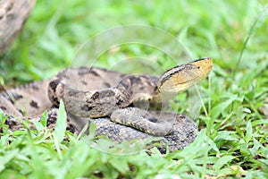 Ferdelance Pit Viper in the Rain Forest