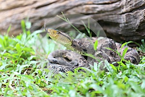 Ferdelance Pit Viper in the Rain Forest.