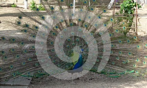 Feredeu Monastery.Wonderful Peacock in the yard.Arad County,Romania