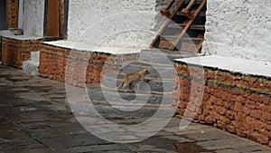 Ferel Cat in Nepalese Buddhist Temple