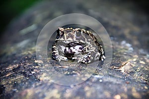 Ferguson`s toad Bufo fergusonii in past Schneider`s dwarf toad Duttaphrynus scaber photo