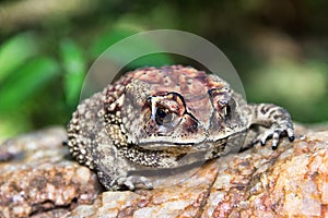 Ferguson\'s toad (Bufo fergusonii) in past Schneider\'s (dwarf) toad (Duttaphrynus
