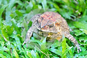 Ferguson\'s toad (Bufo fergusonii) in past Schneider\'s (dwarf) toad (Duttaphrynus