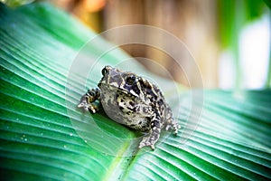 Ferguson's toad (Bufo fergusonii) in past Schneider's (dwarf) toad (Duttaphrynus scaber