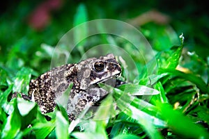 Ferguson's toad (Bufo fergusonii) in past Schneider's (dwarf) toad (Duttaphrynus scaber