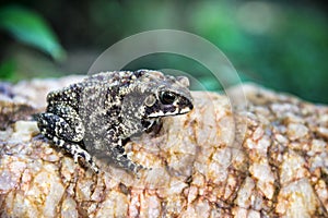 Ferguson`s toad Bufo fergusonii in past Schneider`s dwarf toad Duttaphrynus scaber