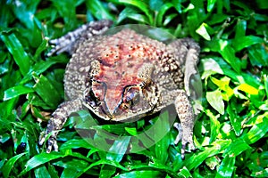 Ferguson\'s toad (Bufo fergusonii) in past Schneider\'s (dwarf) toad (Duttaphrynus scaber) amphibian
