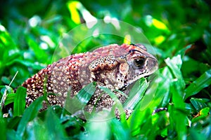 Ferguson`s toad Bufo fergusonii in past Schneider`s dwarf toad Duttaphrynus scaber amphibian photo