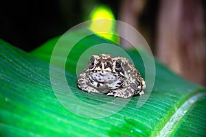 Ferguson`s toad Bufo fergusonii in past Schneider`s dwarf toad Duttaphrynus scaber photo