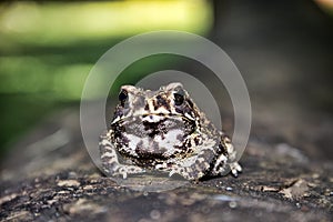 Ferguson`s toad Bufo fergusonii in past Schneider`s dwarf toad Duttaphrynus scaber photo