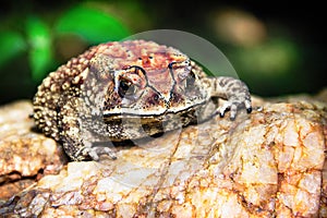 Ferguson`s toad Bufo fergusonii in past Schneider`s dwarf toad Duttaphrynus scaber amphibian photo