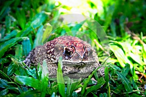 Ferguson`s toad Bufo fergusonii in past Schneider`s dwarf toad Duttaphrynus scaber amphibian photo