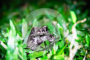 Ferguson`s toad Bufo fergusonii in past Schneider`s dwarf toad Duttaphrynus scaber photo