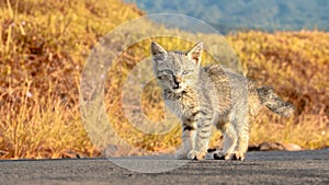 Fericious looking stray cat