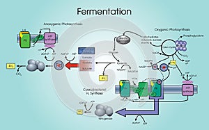 Fermentation